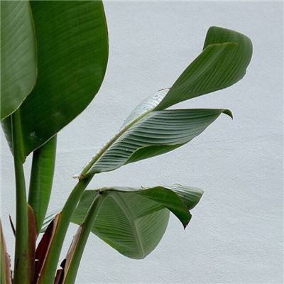 威斯尼斯wns888入口官方版下载截图